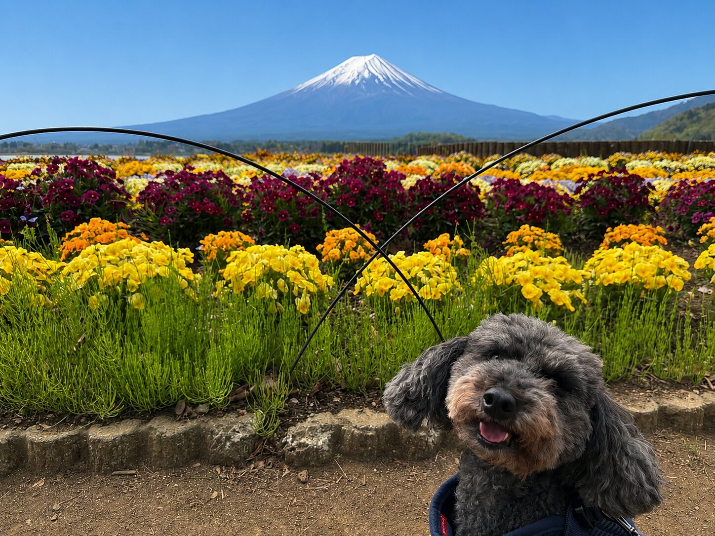 のあ