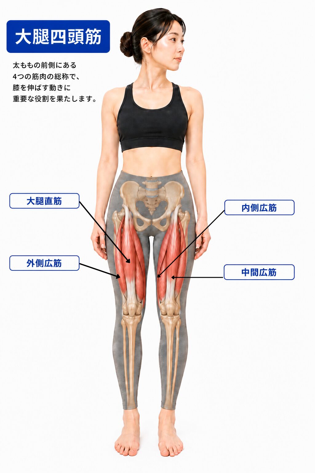 大腿四頭筋の位置イラスト