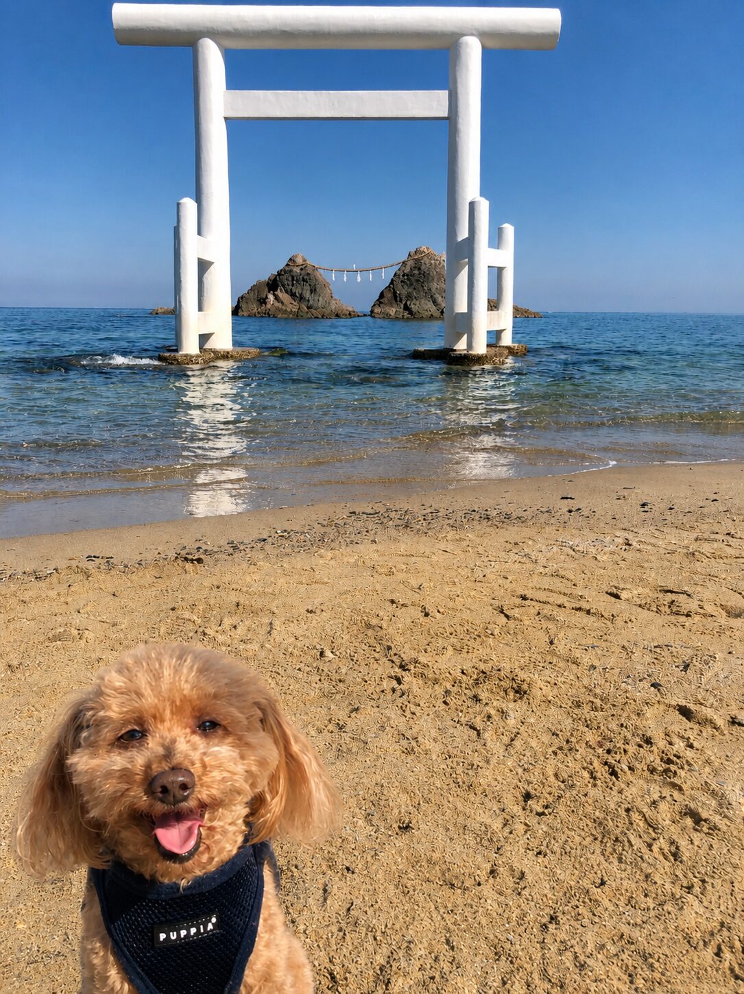 病気になる前、糸島で遊ぶぷっく
