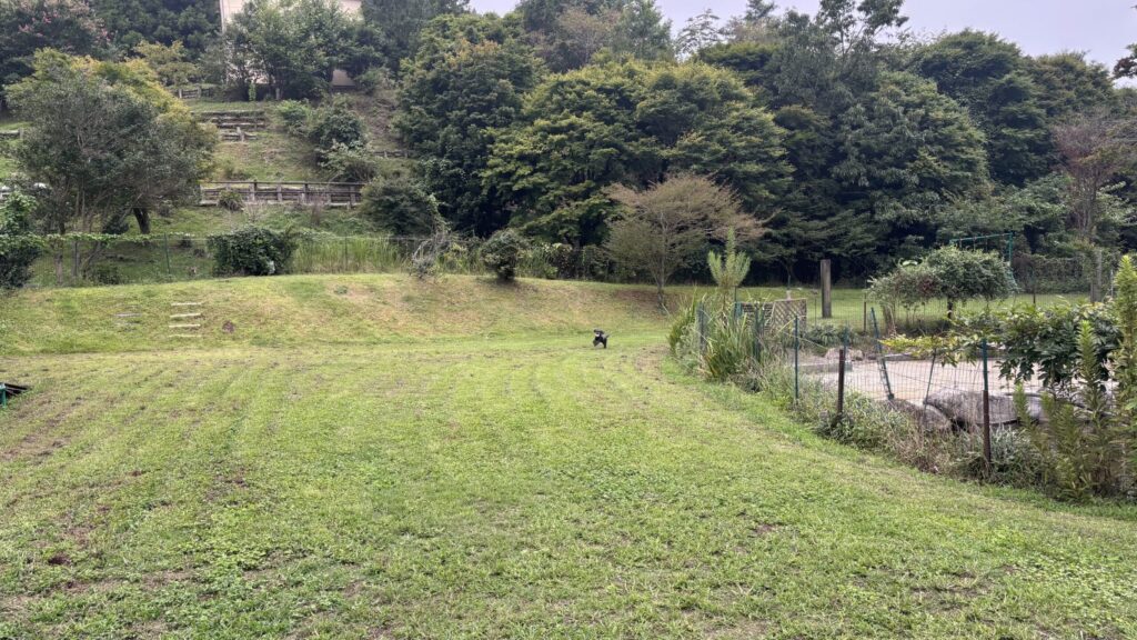 山に囲まれた広いドッグラン